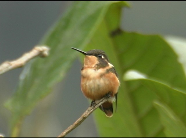 Colibrí de Mitchell - ML488012