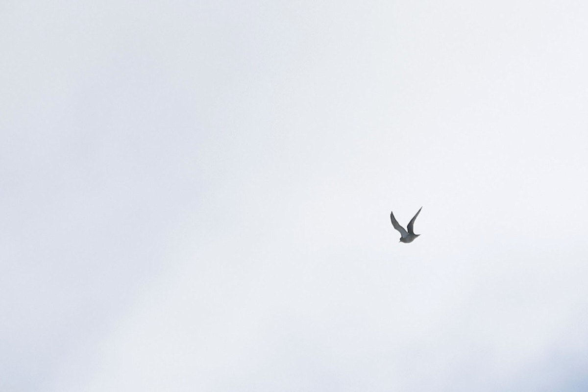 European Golden-Plover - ML488013541