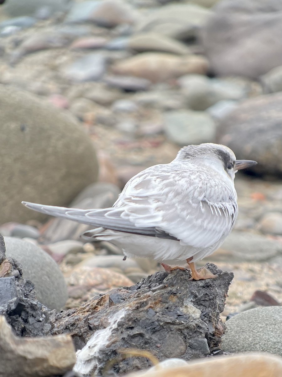 Least Tern - ML488013731