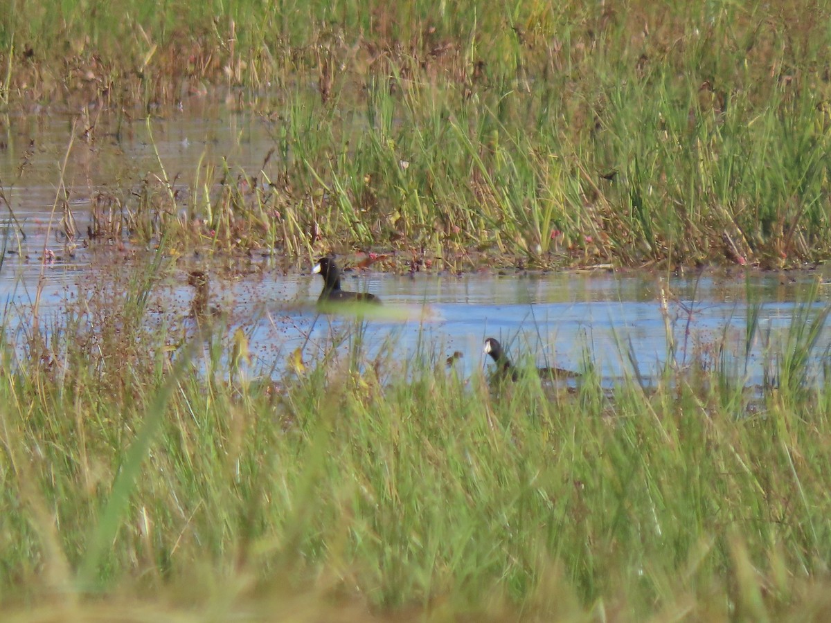 American Coot (Red-shielded) - ML488013871