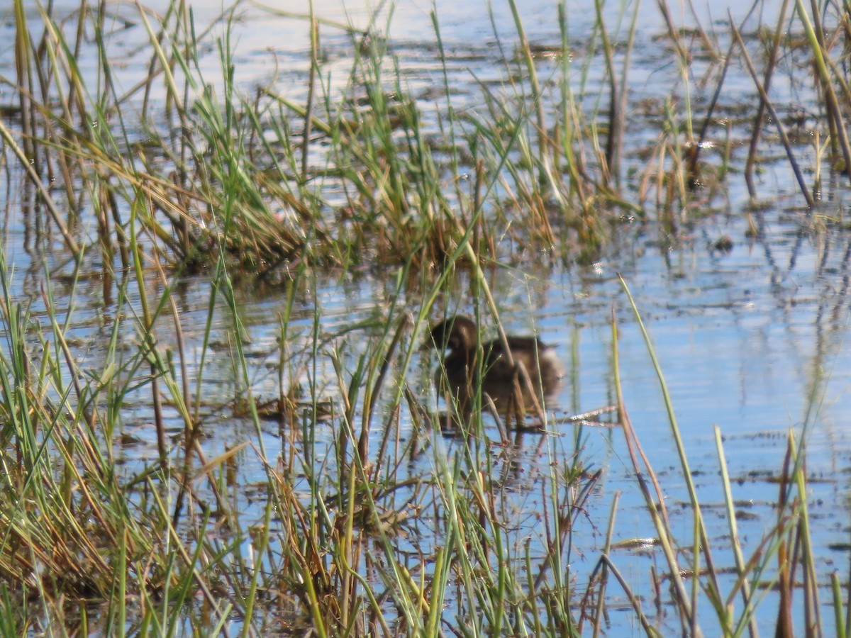 Pied-billed Grebe - ML488013921