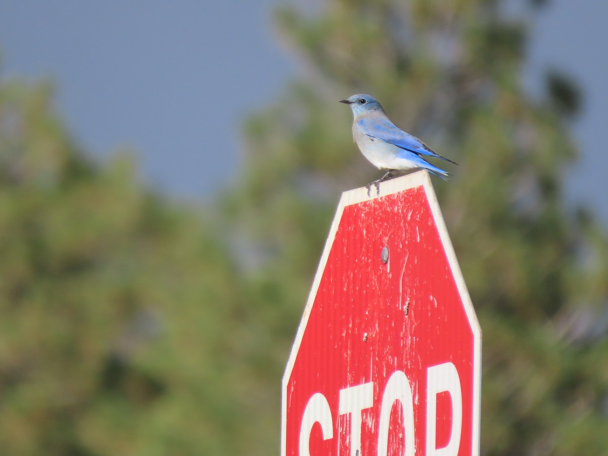 Mountain Bluebird - ML488013981