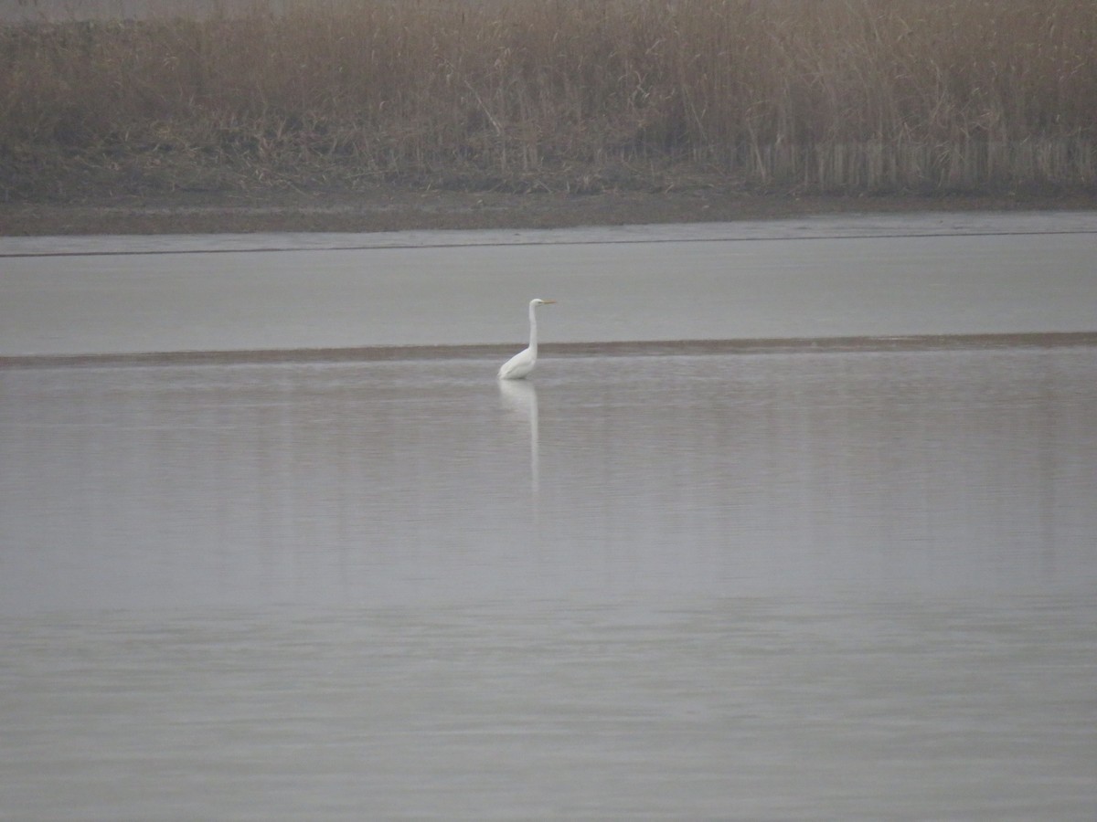 Great Egret - ML48801461