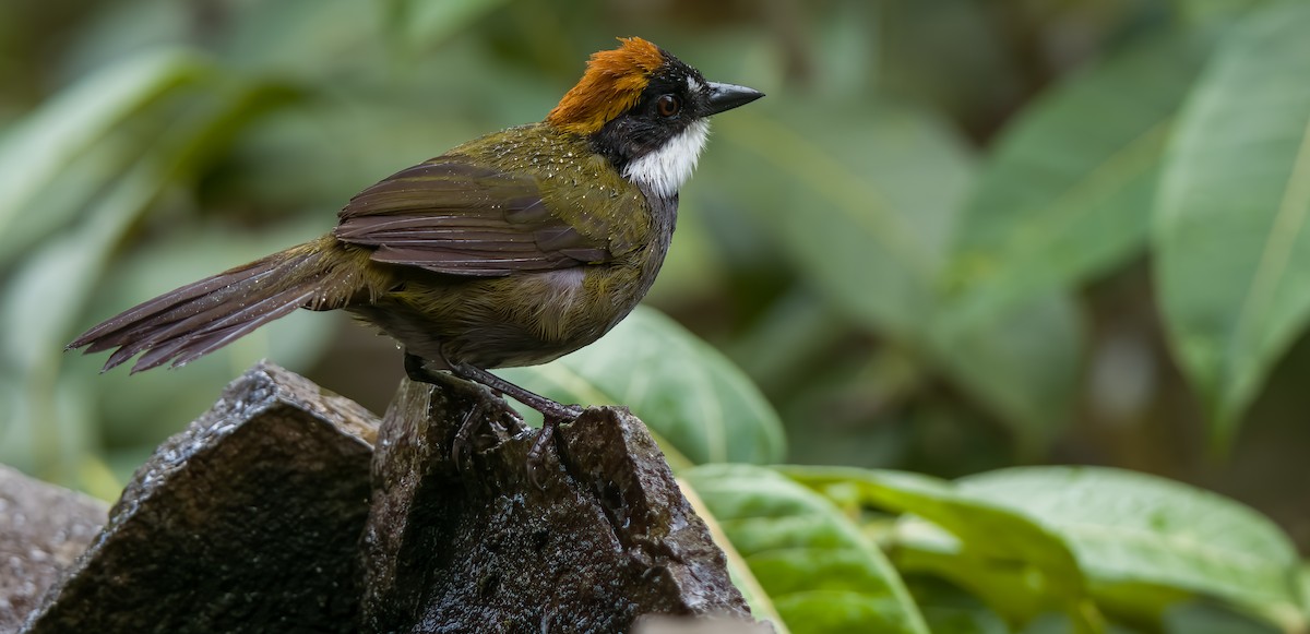 Chestnut-capped Brushfinch - W. Gareth Rasberry