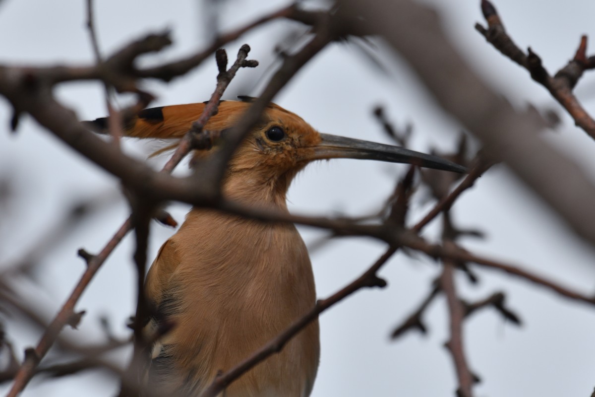 Eurasian Hoopoe - ML488014781