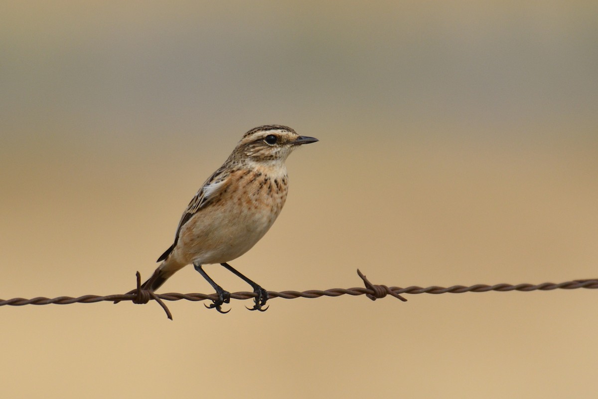 Whinchat - ML488015551