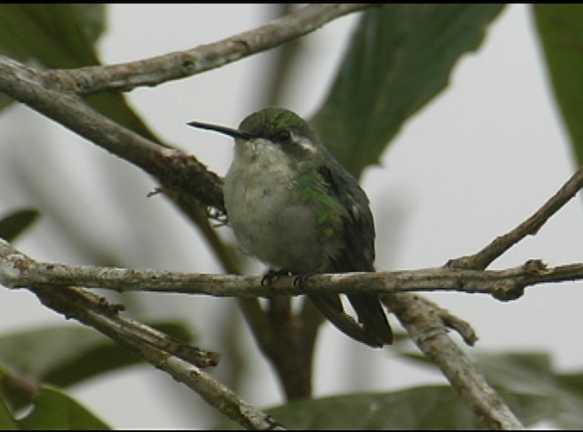 kolibřík blýskavý - ML488016