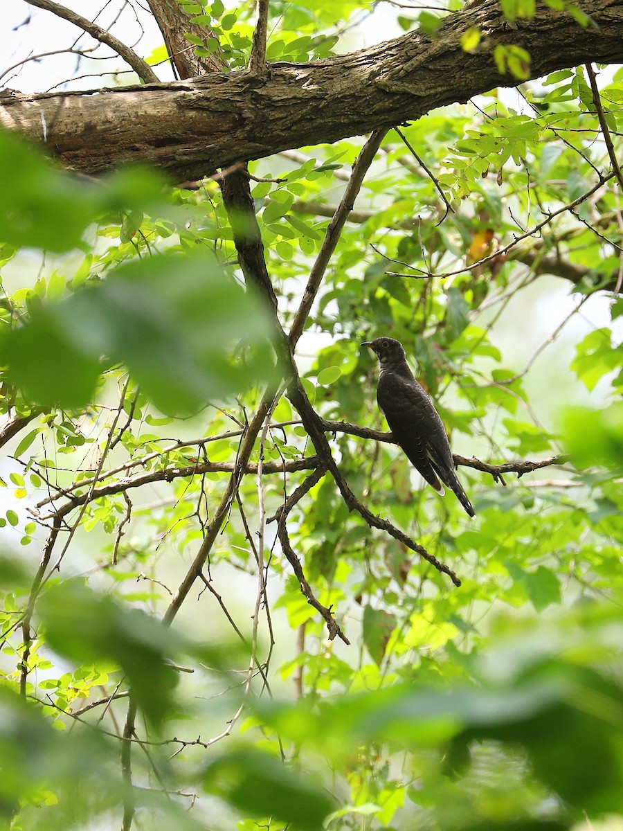 cuckoo sp. (Cuculidae sp.) - Matthias Alberti