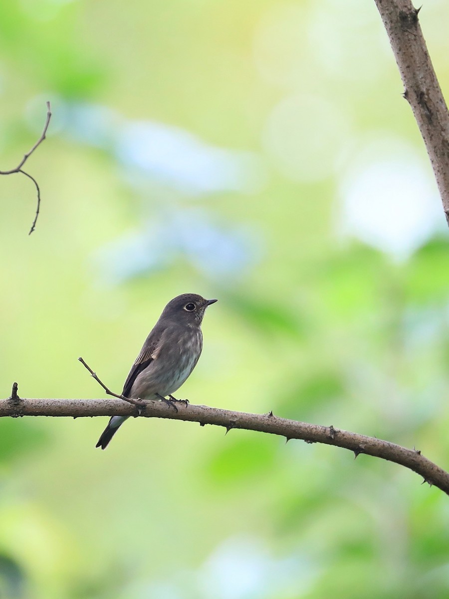 Dark-sided Flycatcher - ML488016321