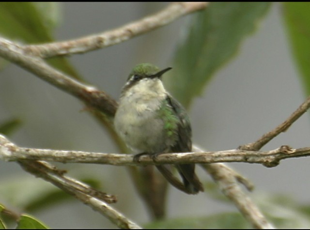 Hochland-Smaragdkolibri - ML488017