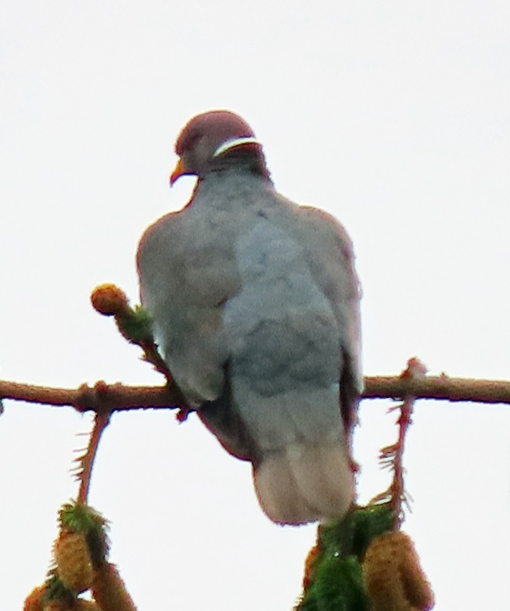 Band-tailed Pigeon - ML488017771
