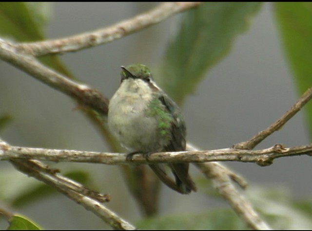 Western Emerald - ML488018