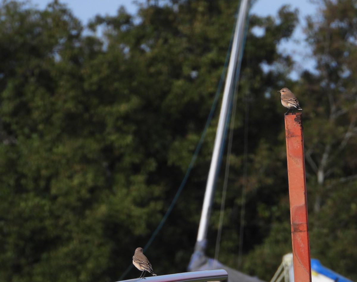 Northern Wheatear - Josephine Snell