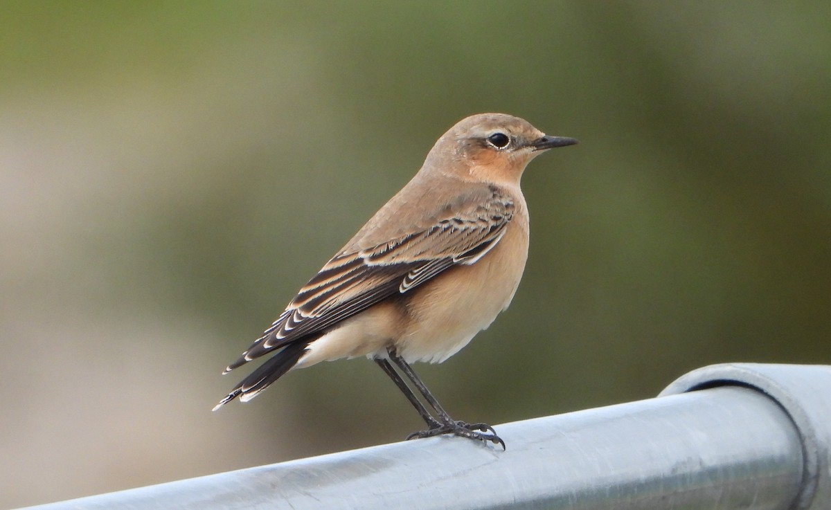 Northern Wheatear - Josephine Snell