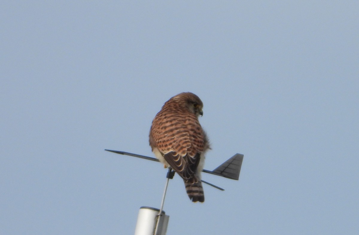 Eurasian Kestrel - ML488018341