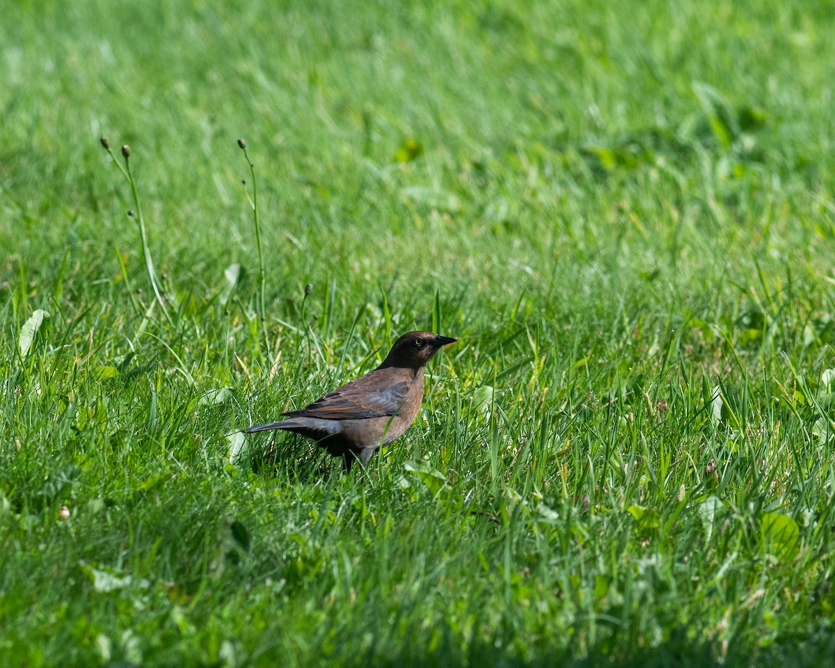 Rusty Blackbird - Rick Brown