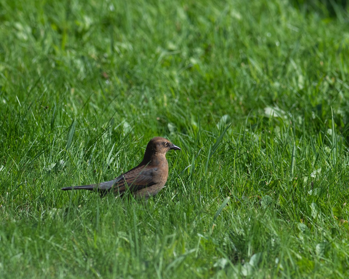 Rusty Blackbird - Rick Brown