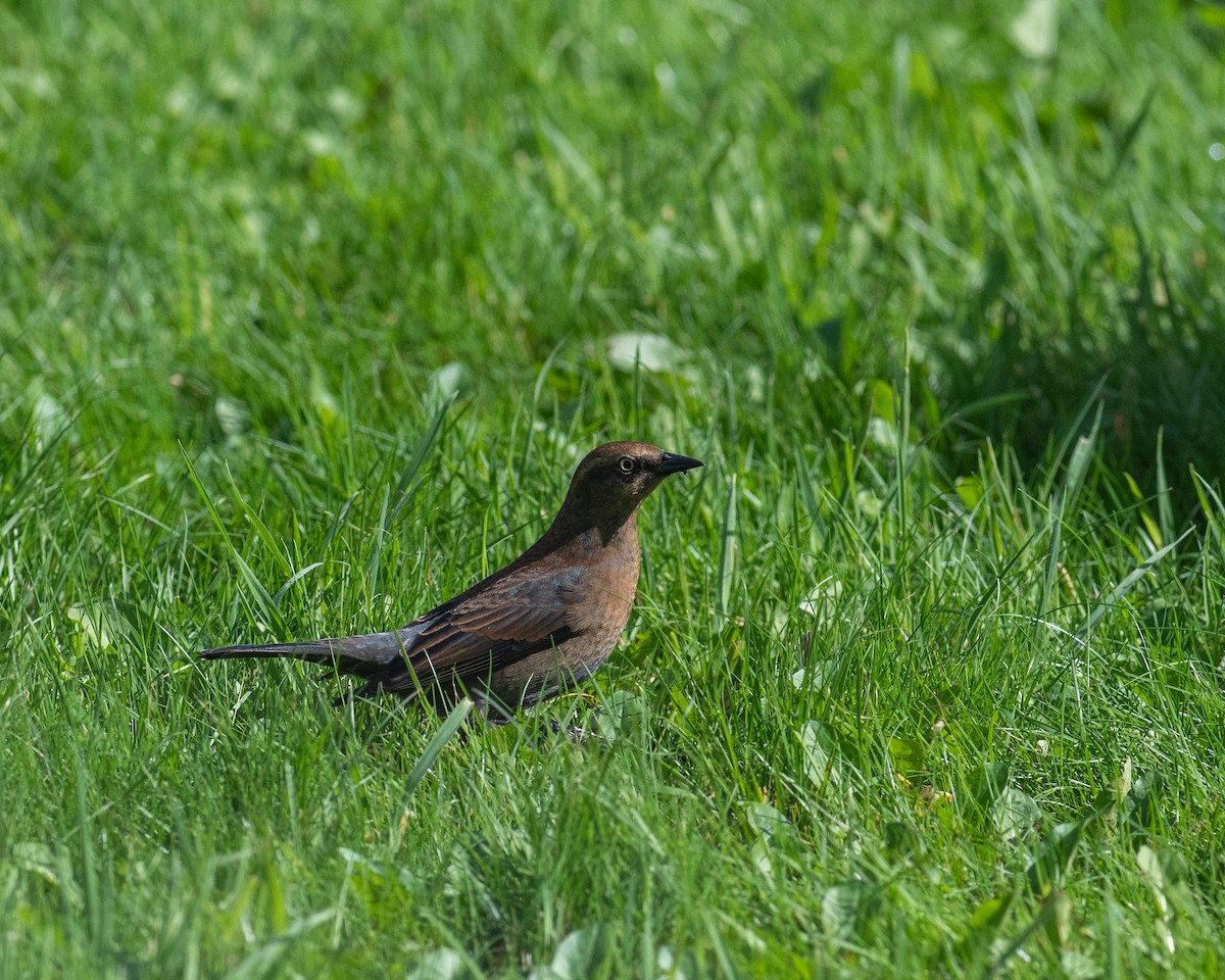 Rusty Blackbird - Rick Brown