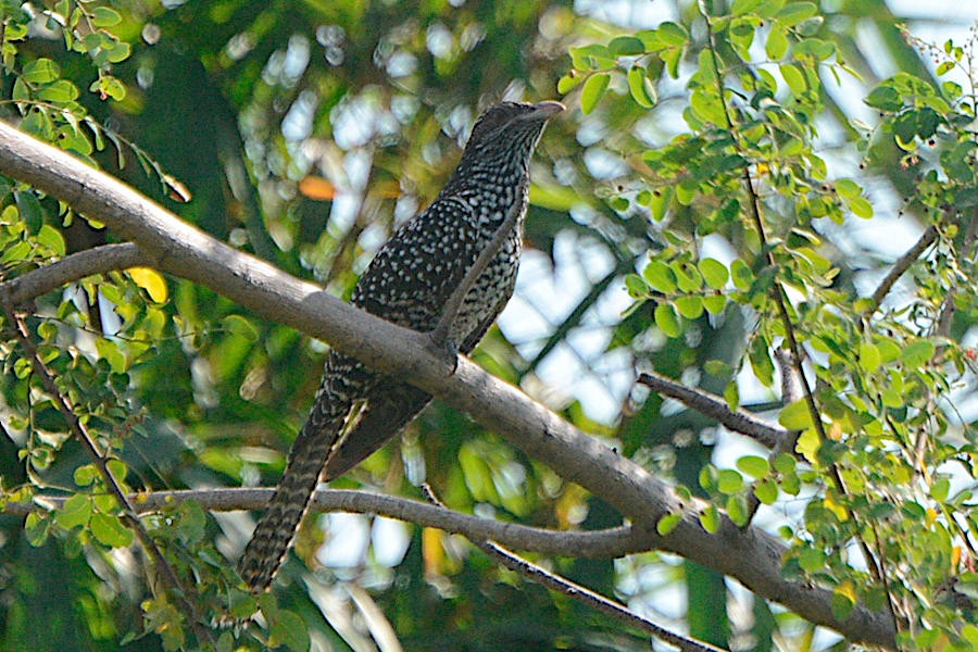 Asian Koel - ML488018851