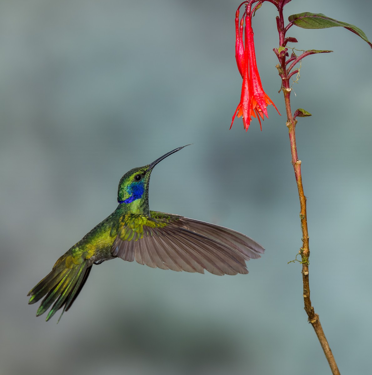 kolibřík modrouchý - ML488018901