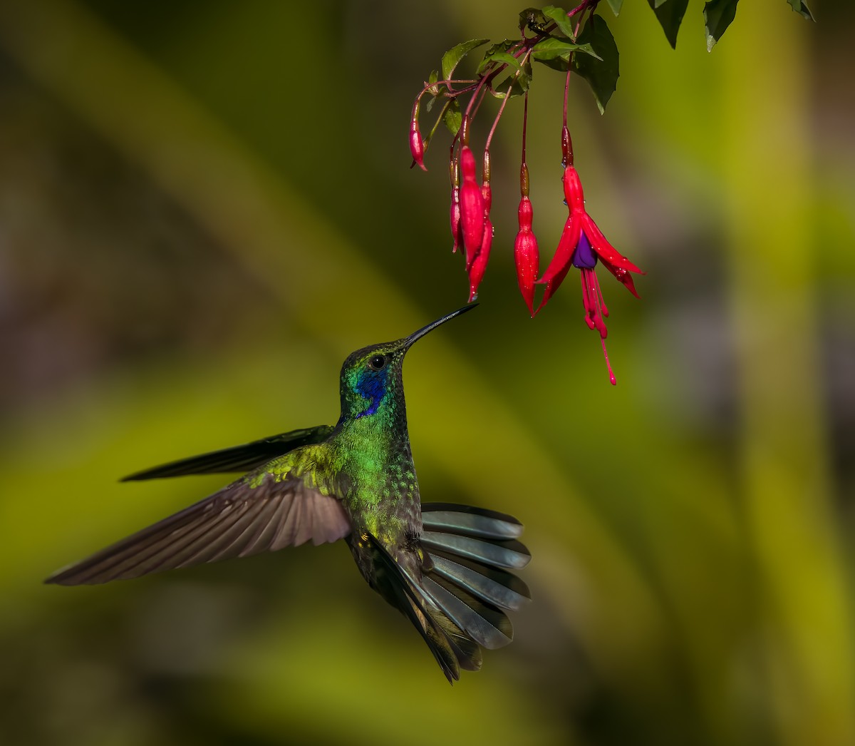 Lesser Violetear - ML488018911