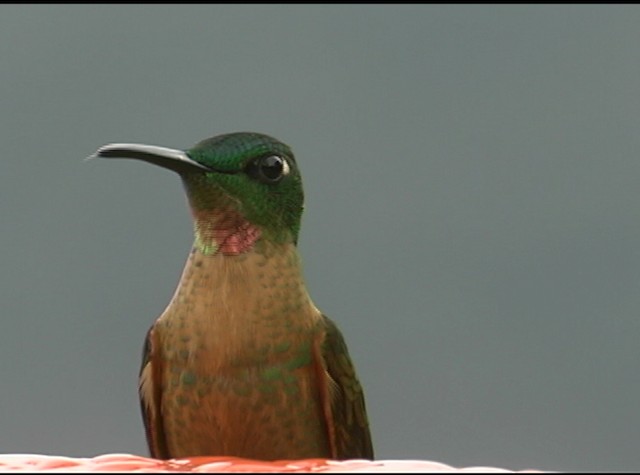 kolibřík hnědobřichý - ML488019