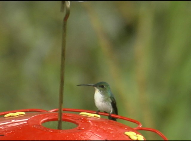 kolibřík andský - ML488020