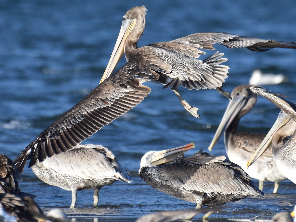 Brown Pelican - ML488020271
