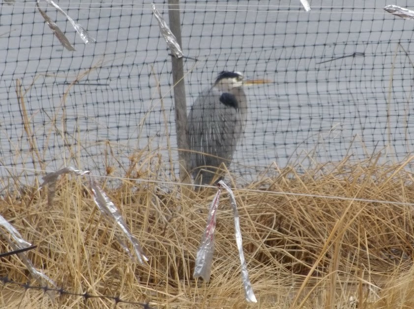 Great Blue Heron - ML48802031