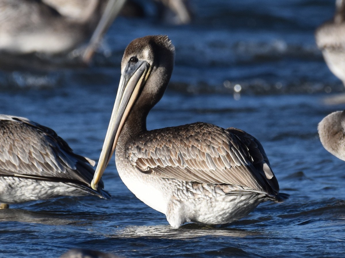 Brown Pelican - ML488020551