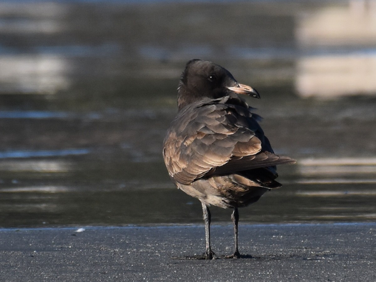 Heermann's Gull - ML488020661