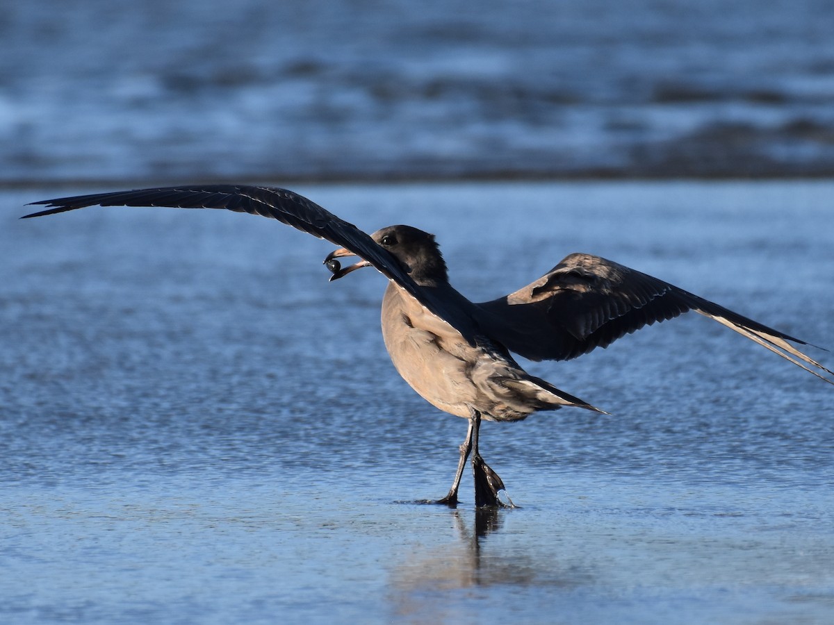 Heermann's Gull - ML488020681
