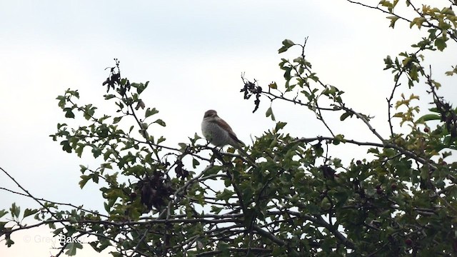 Red-backed Shrike - ML488021091