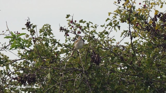 Red-backed Shrike - ML488021101