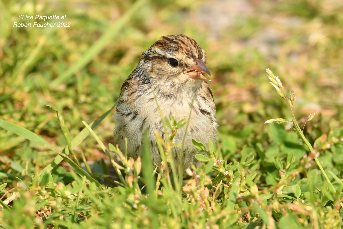 Chipping Sparrow - ML488021891