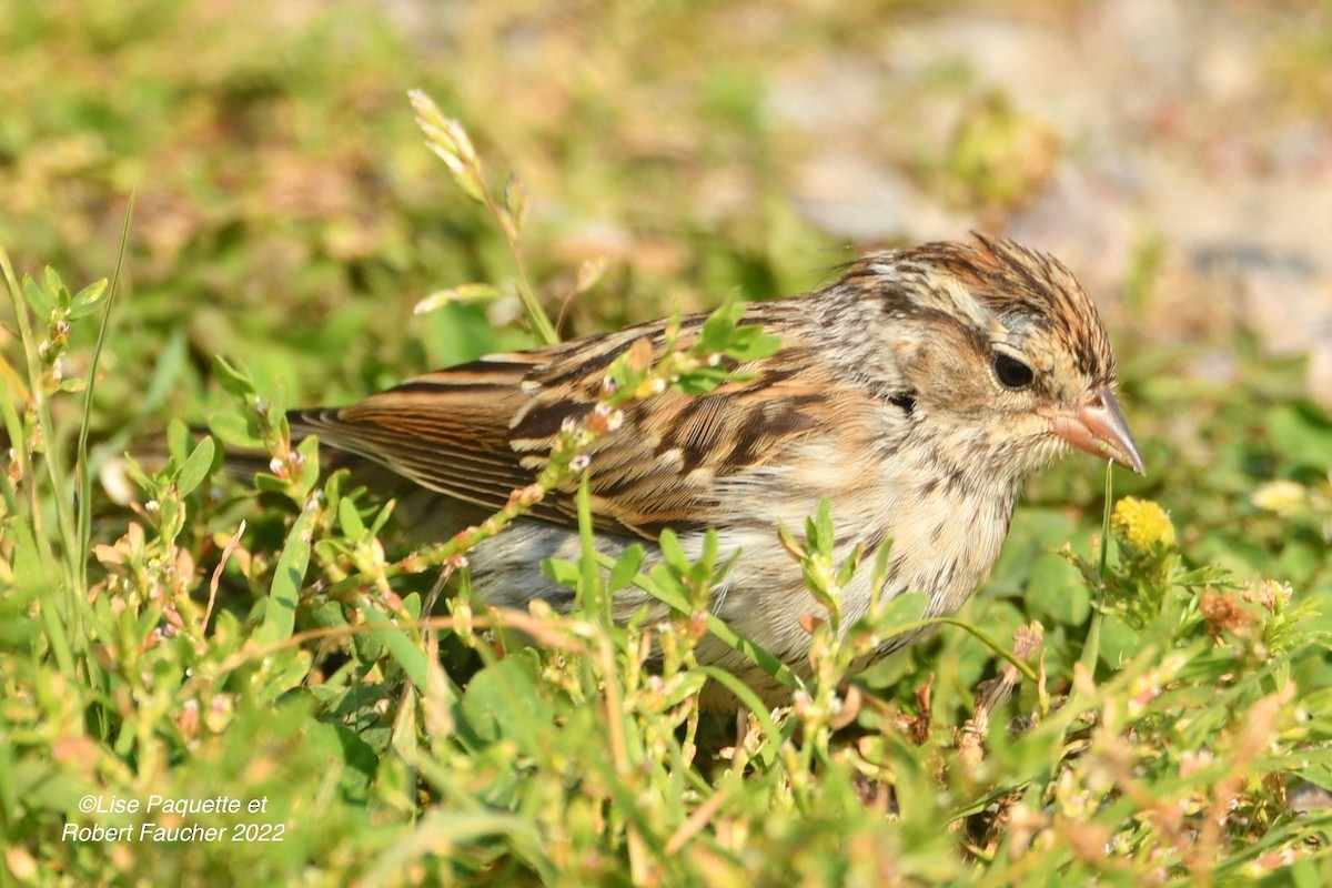Chipping Sparrow - ML488021911
