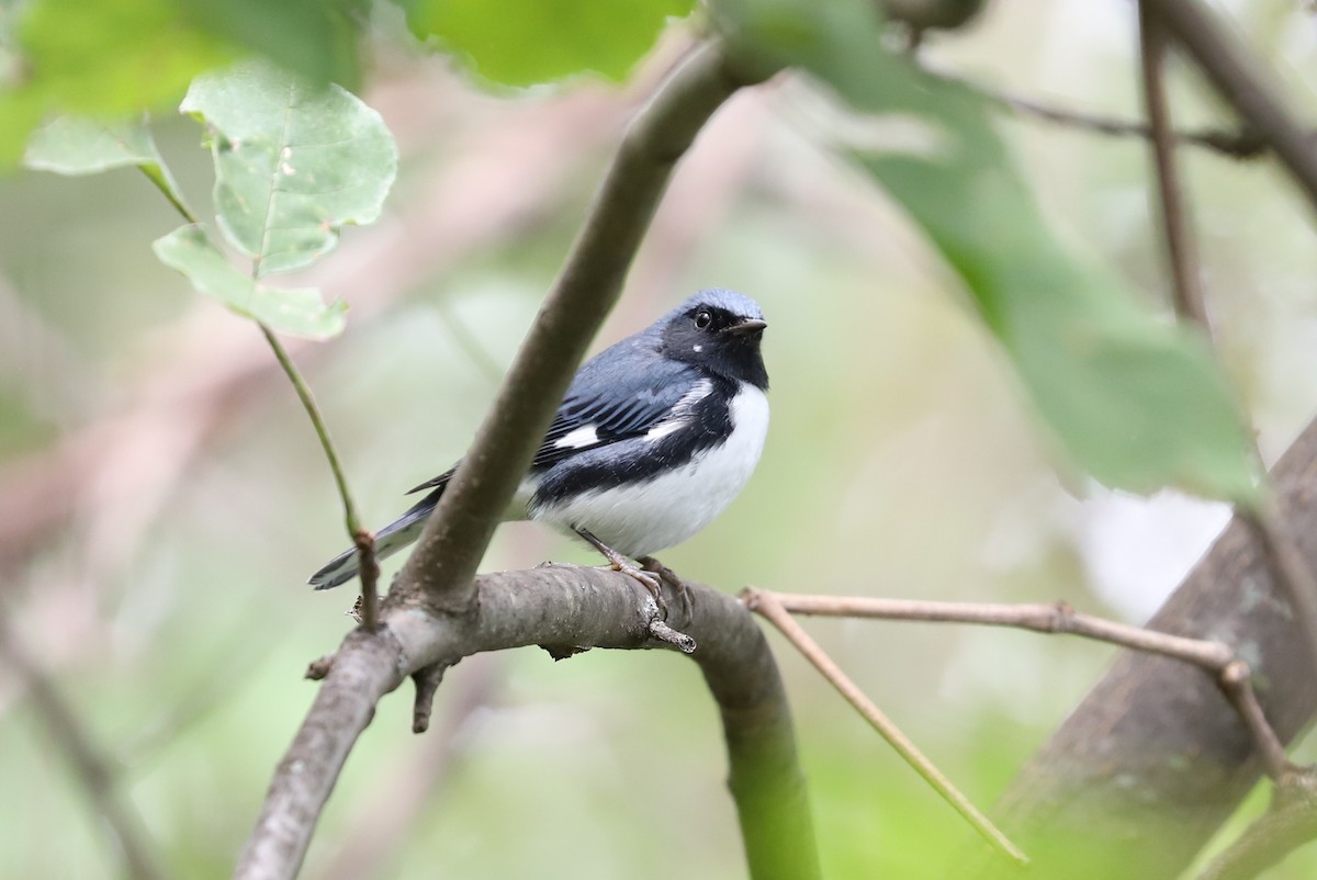 Black-throated Blue Warbler - Jordan Parham