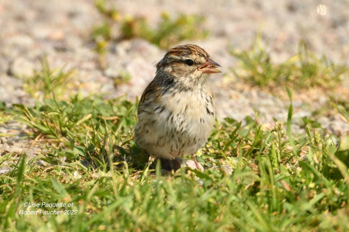 Chipping Sparrow - ML488021961