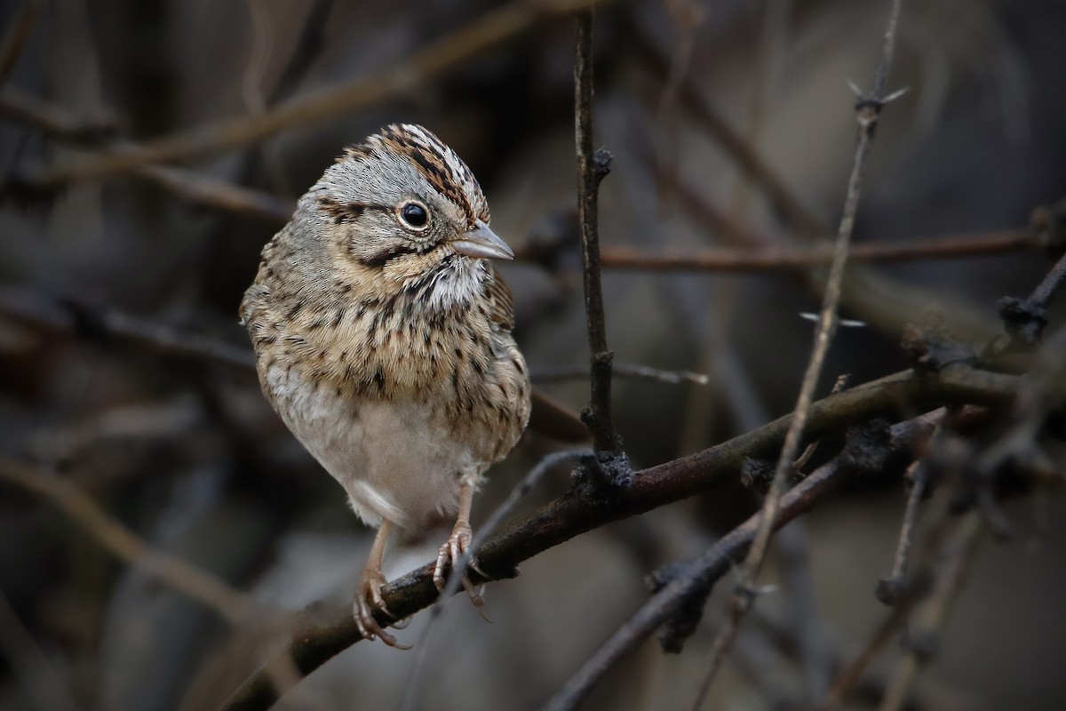 Lincoln's Sparrow - ML488024811