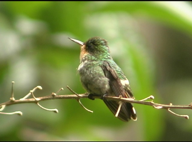 Frilled Coquette - ML488025