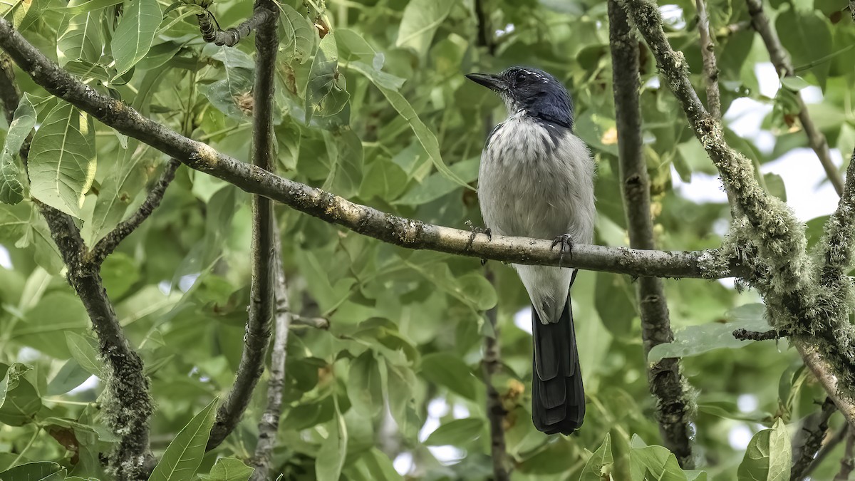 カリフォルニアカケス - ML488027911