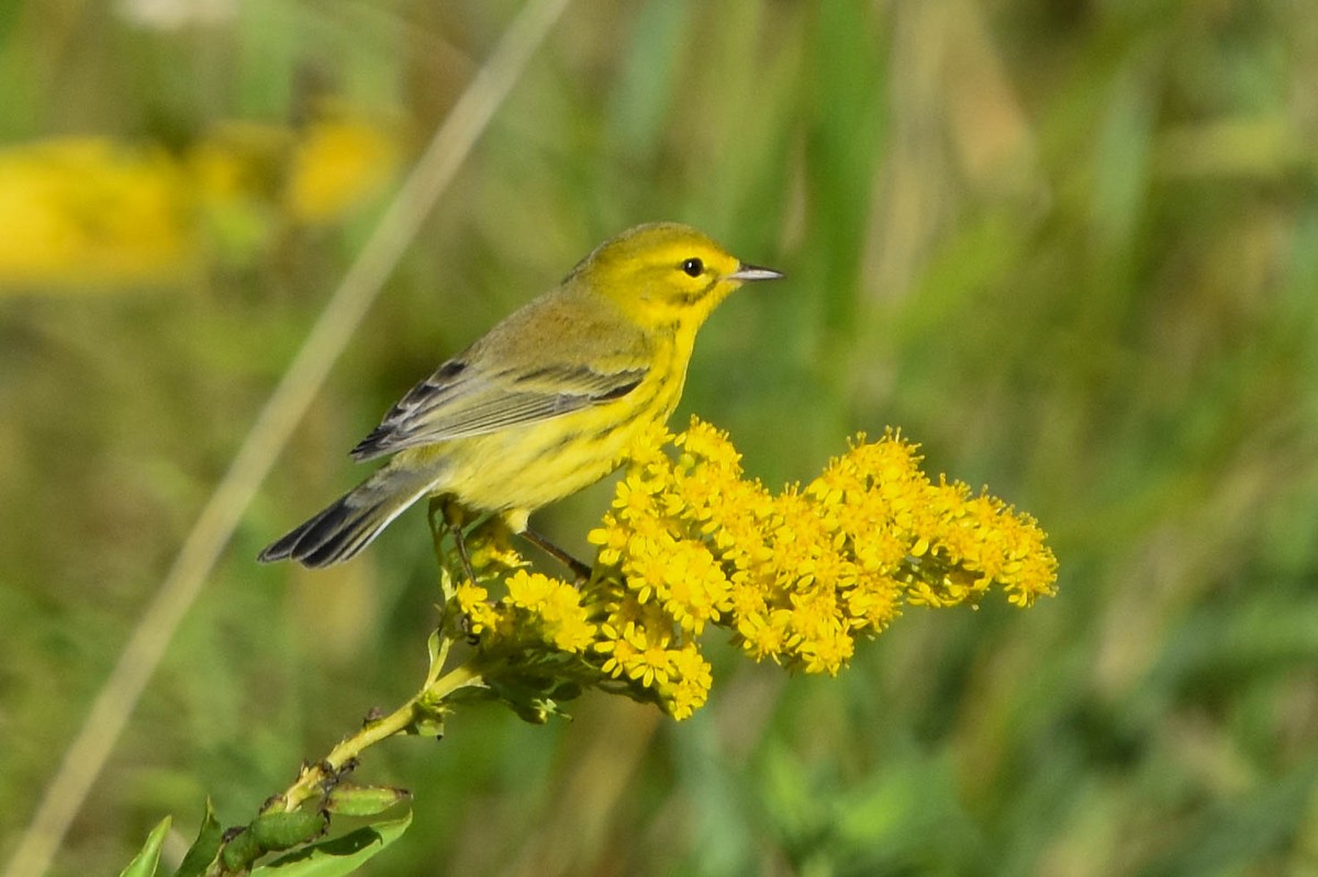 Prairie Warbler - Ted Kavanagh