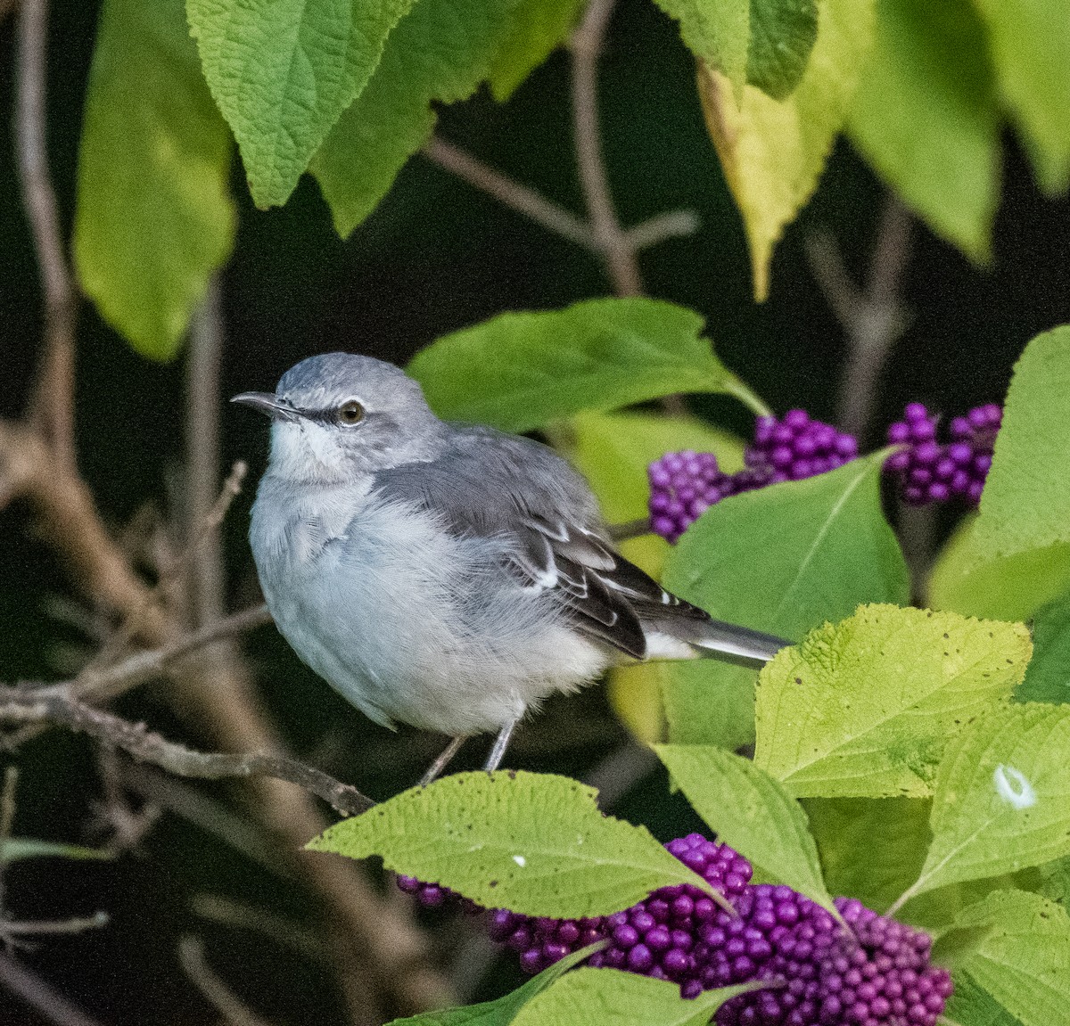 Northern Mockingbird - ML488030431