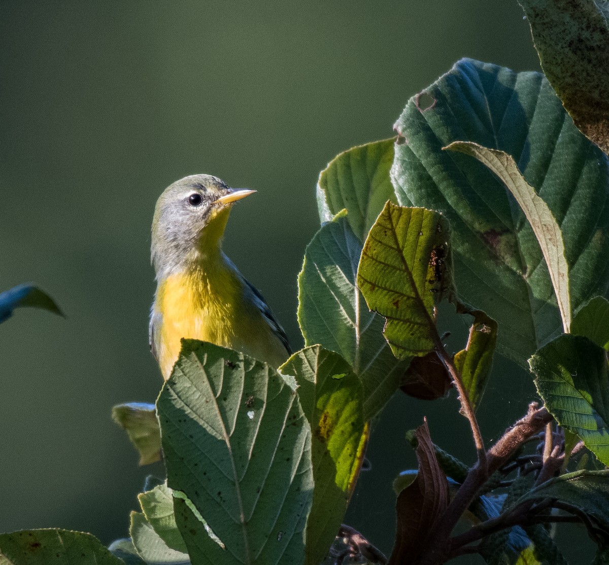 Northern Parula - ML488030531