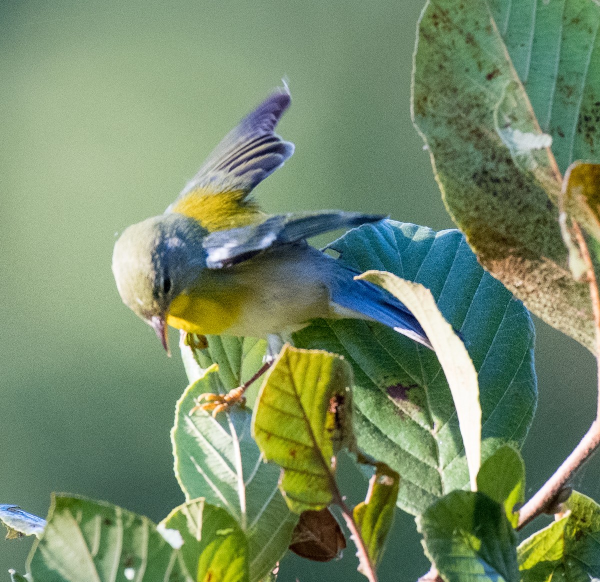 Northern Parula - ML488030541