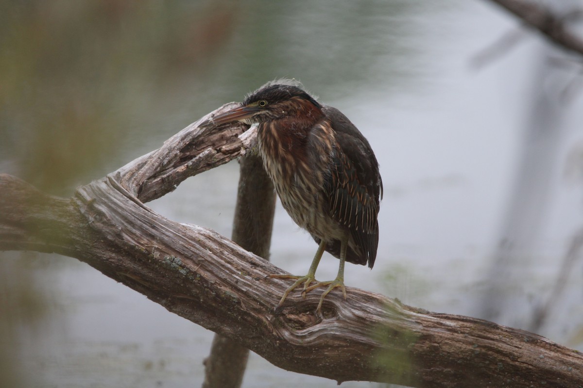 Green Heron - ML488030941