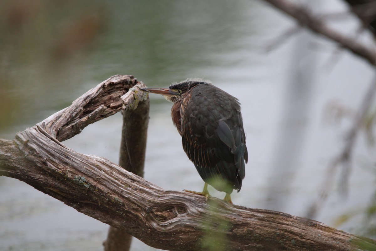 Green Heron - ML488030951