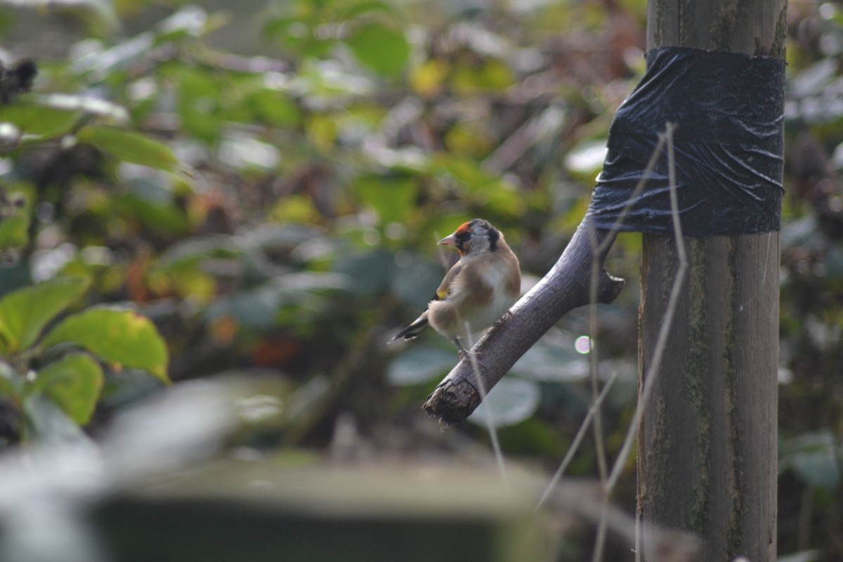 European Goldfinch - ML488031191