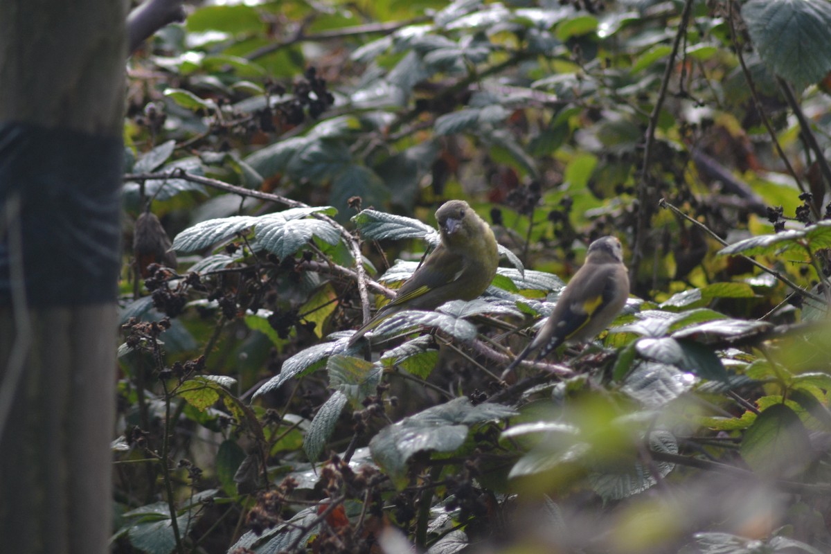 European Greenfinch - ML488031281