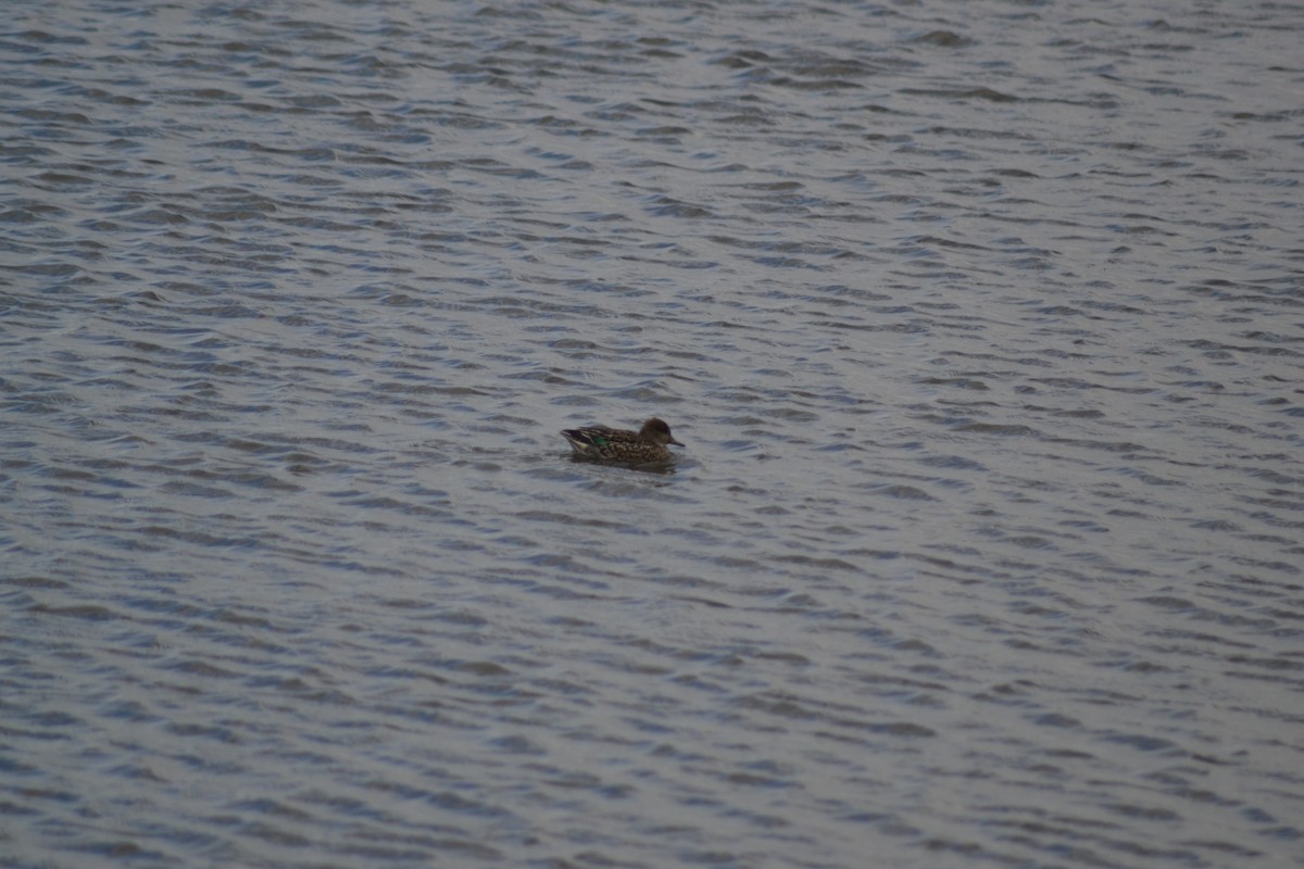 Green-winged Teal - ML488031361